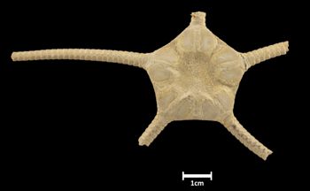 Media type: image;   Invertebrate Zoology OPH-454 Aspect: dorsal